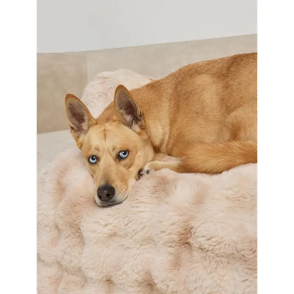 Dream Cloud Pet Sofa Bed